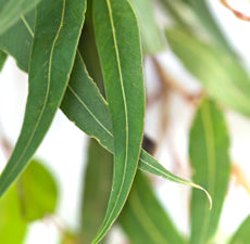 Eucalyptus Lemon EO